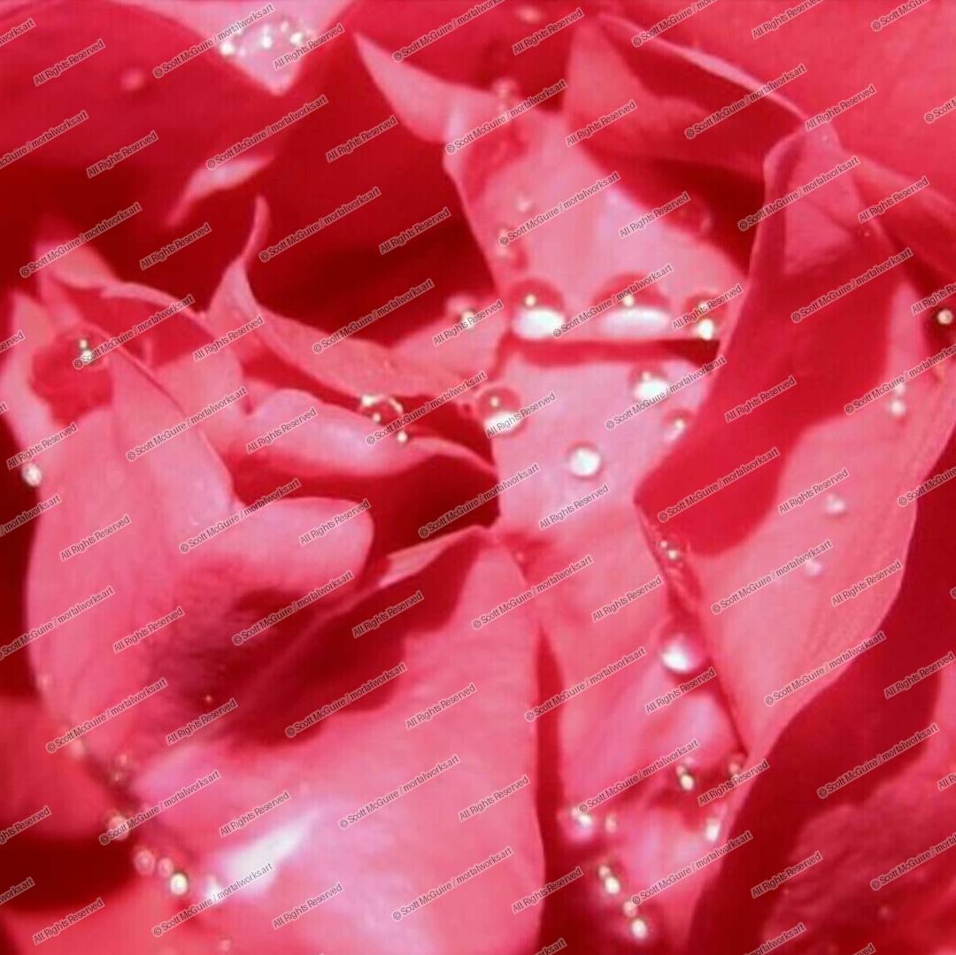 RAINDROPS ON A ROSE PETAL