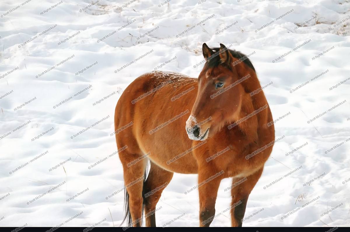 INDIAN PONY