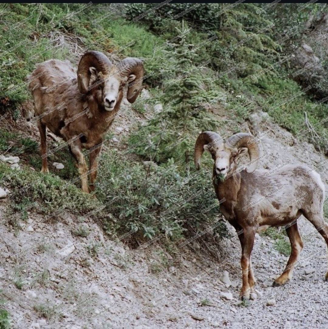 BIG HORNS IN THE ROCKIES