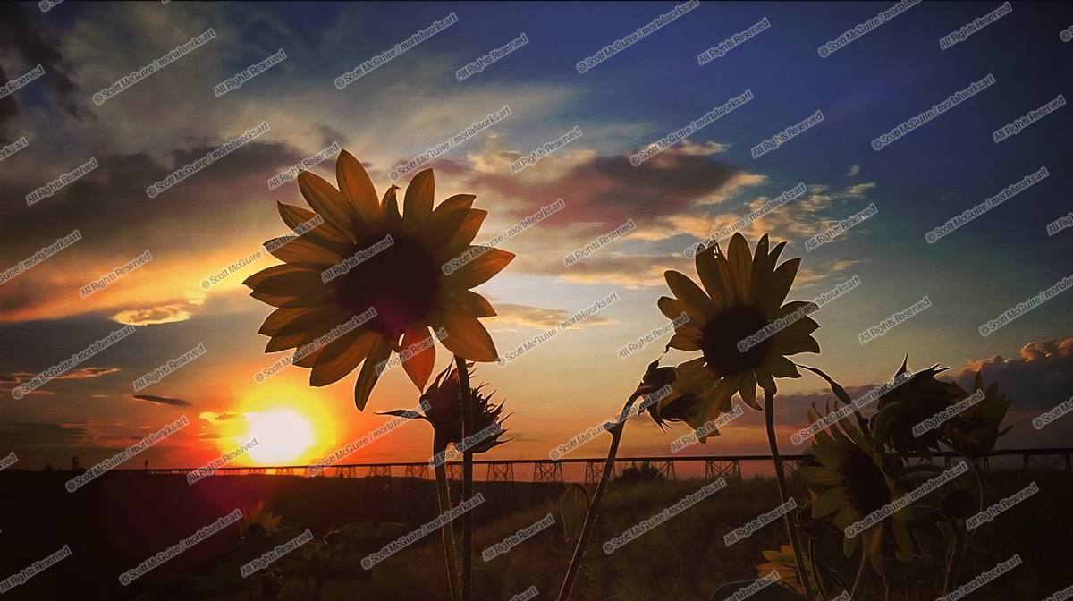 Daisy Train