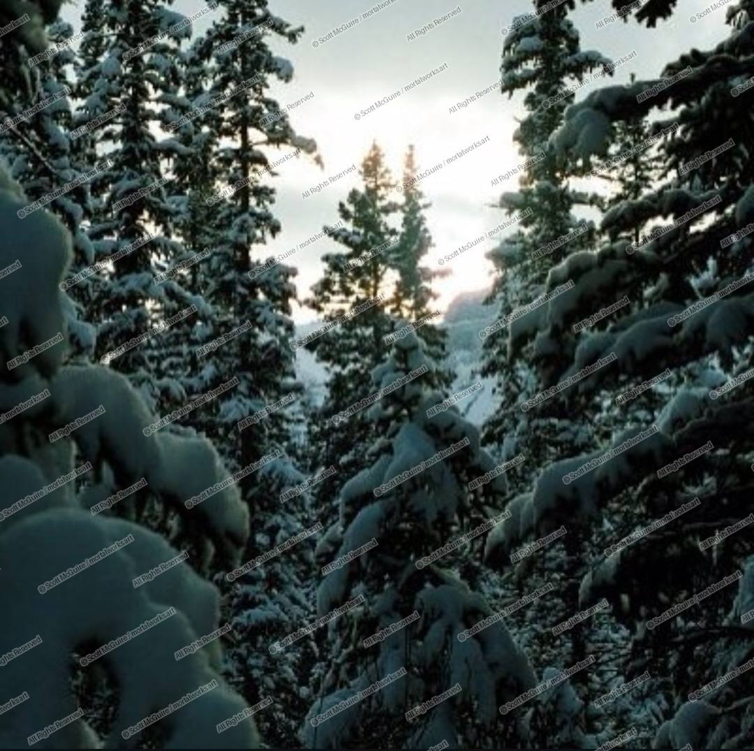 Silence Under A Blanket Of Fresh Powder 