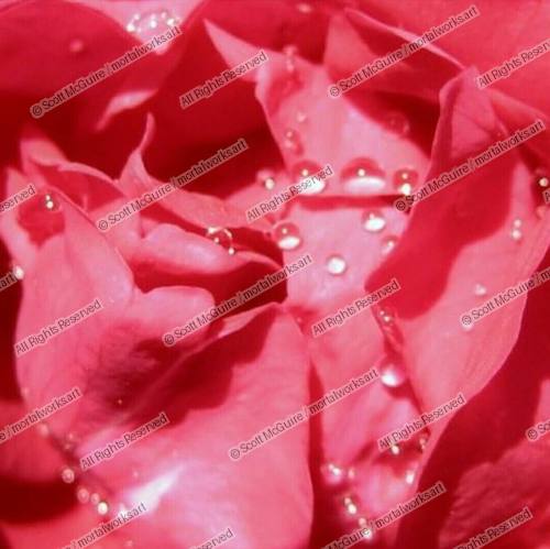 RAINDROPS ON A ROSE PETAL