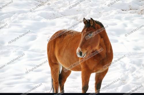 INDIAN PONY