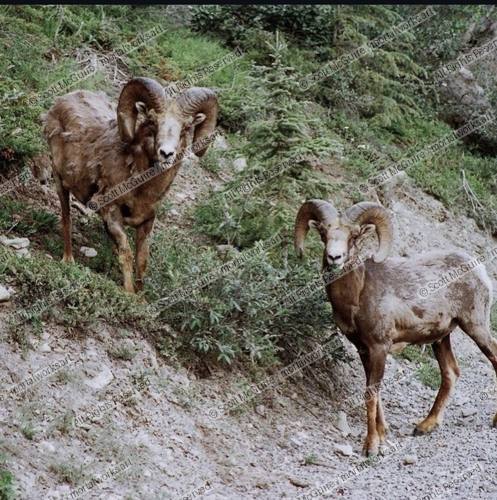 BIG HORNS IN THE ROCKIES 