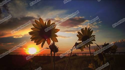 Daisy Train
