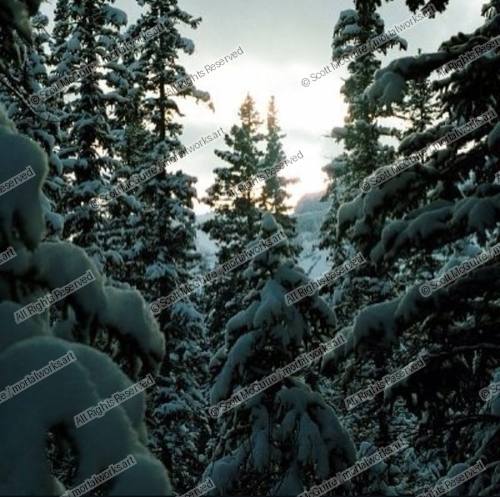 Silence Under A Blanket Of Fresh Powder 